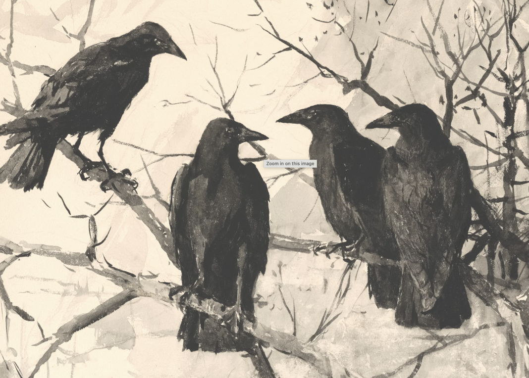 Crows are nature’s mathematical geniuses and sneaky scavengers