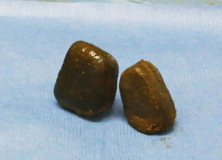 wombat poop, cube shaped poop, why wombats poop cubes, wombat feces, animal engineering, Australian wildlife, marsupials, nature innovation, biomimicry, strange animal facts, wildlife science, environmental adaptation