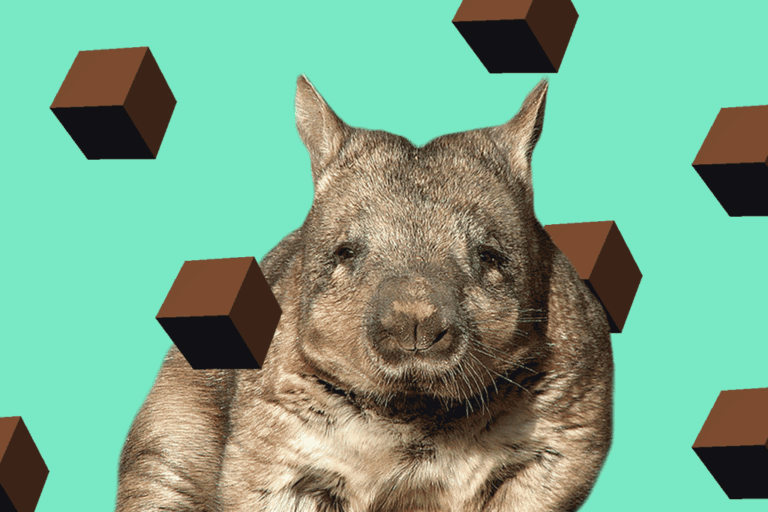Why wombats have cubed poop – with photos