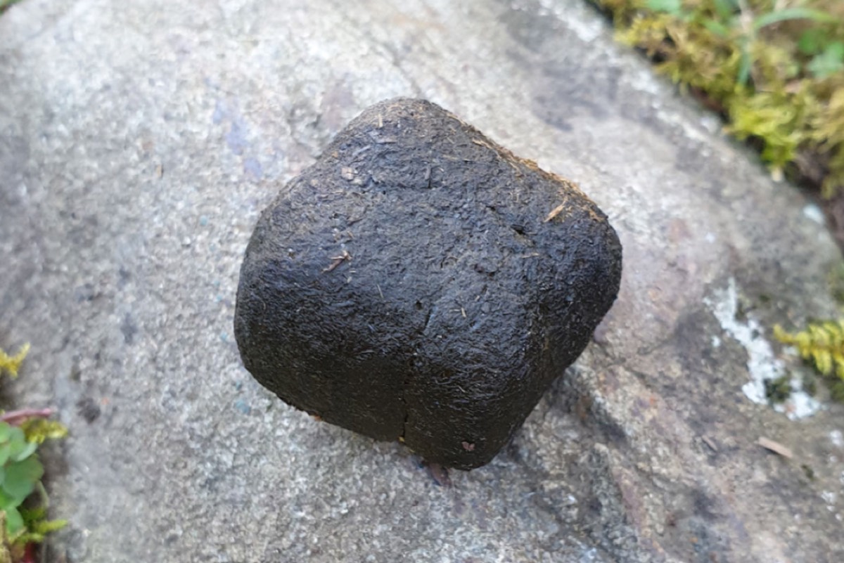 Look at this lovely cube-shaped piece of poo, courtesy of the Australian bare-nosed wombat. Credit: Patricia J. Yang et al., 2021