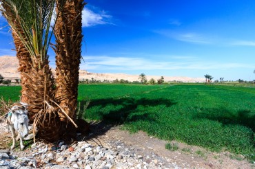 cultivated field near Luxor