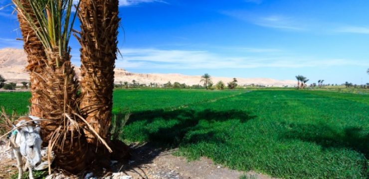 cultivated-field-near-Luxor.jpg