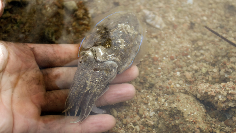 Can cuttlefish ink be “bear spray” against sharks?