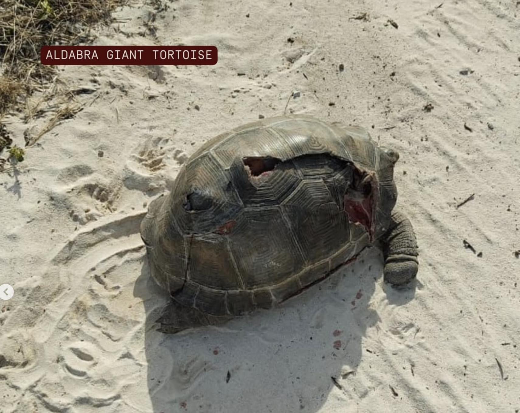 Damaged turtle on Assomption Island