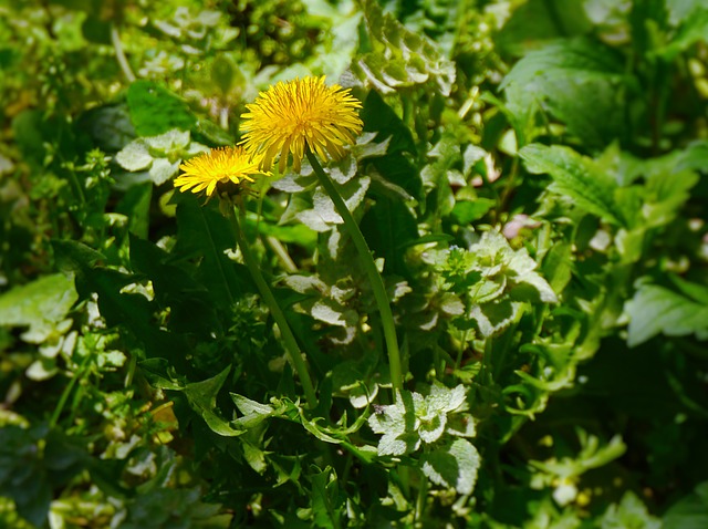 dandelions prebiotic food