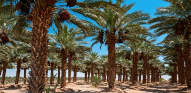 date-palms-expo-2020-hydroponics.png