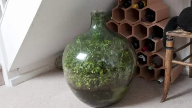 David Latimer, David Latimer terrarium, sealed terrarium, world's oldest terrarium, self sustaining ecosystem, closed ecosystem, bottle garden, terrarium experiment, terrarium that survived 60 years, ecological balance, miniature ecosystem, sustainable gardening, indoor garden, ecosystem in a bottle, environmental science, photosynthesis, carbon cycle, water cycle, nature experiment, glass bottle garden, low maintenance plants, houseplant inspiration, green living, environmental education, biology experiment, plant ecosystem, self contained garden, terrarium history, gardening innovation, sustainable design, ecology, botanical experiment, plant science, Earth Day inspiration, climate education, closed loop ecosystem, natural systems, resilience of nature, green prophet