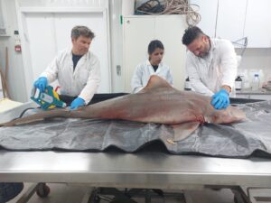 Dead shark on beach injured by fishing nets
