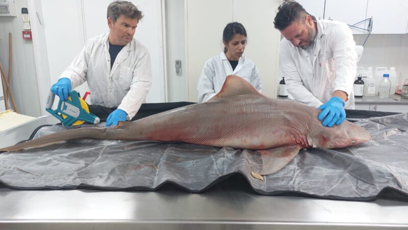 Dead shark on beach injured by fishing nets