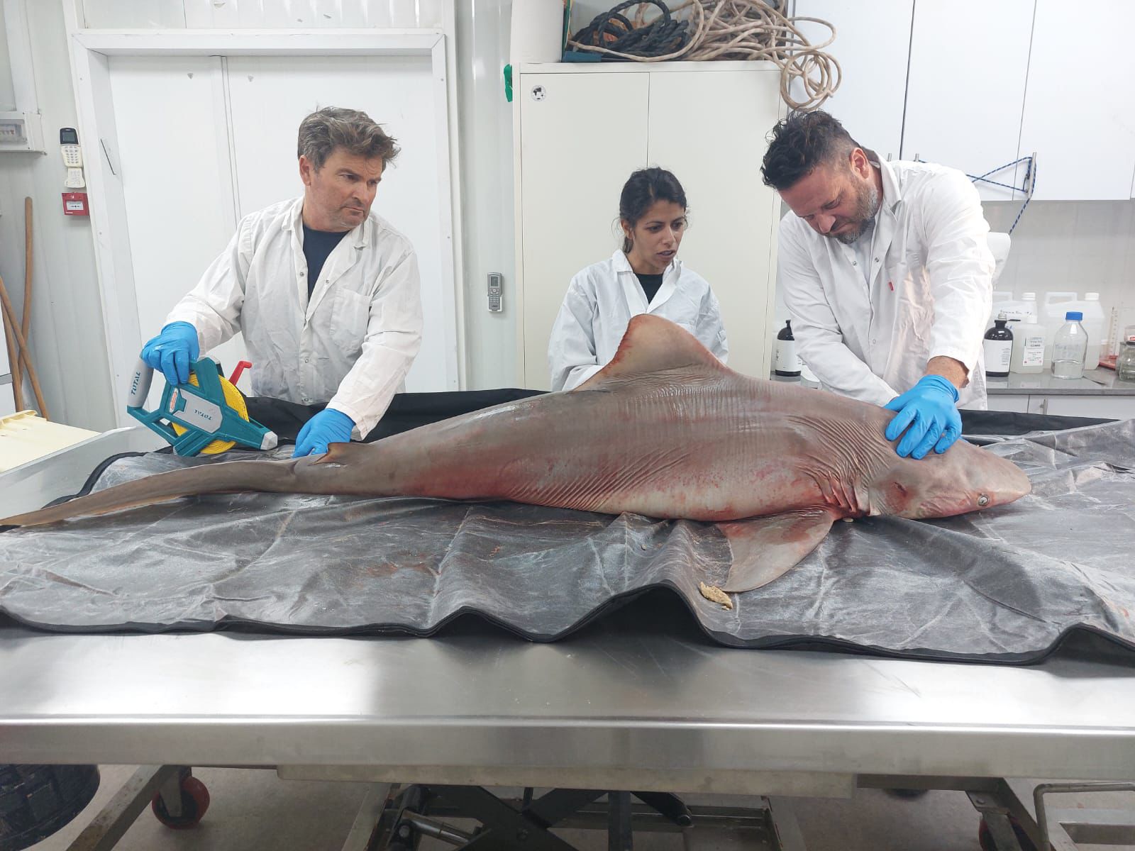 Dead shark injured by fishing nets
