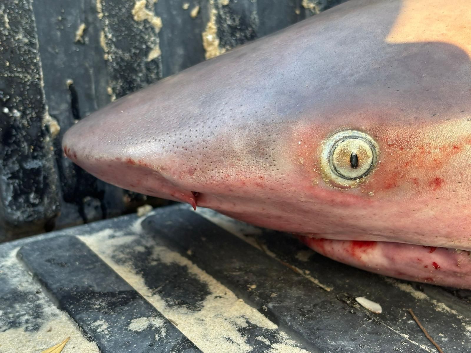 Dead shark injured by fishing nets