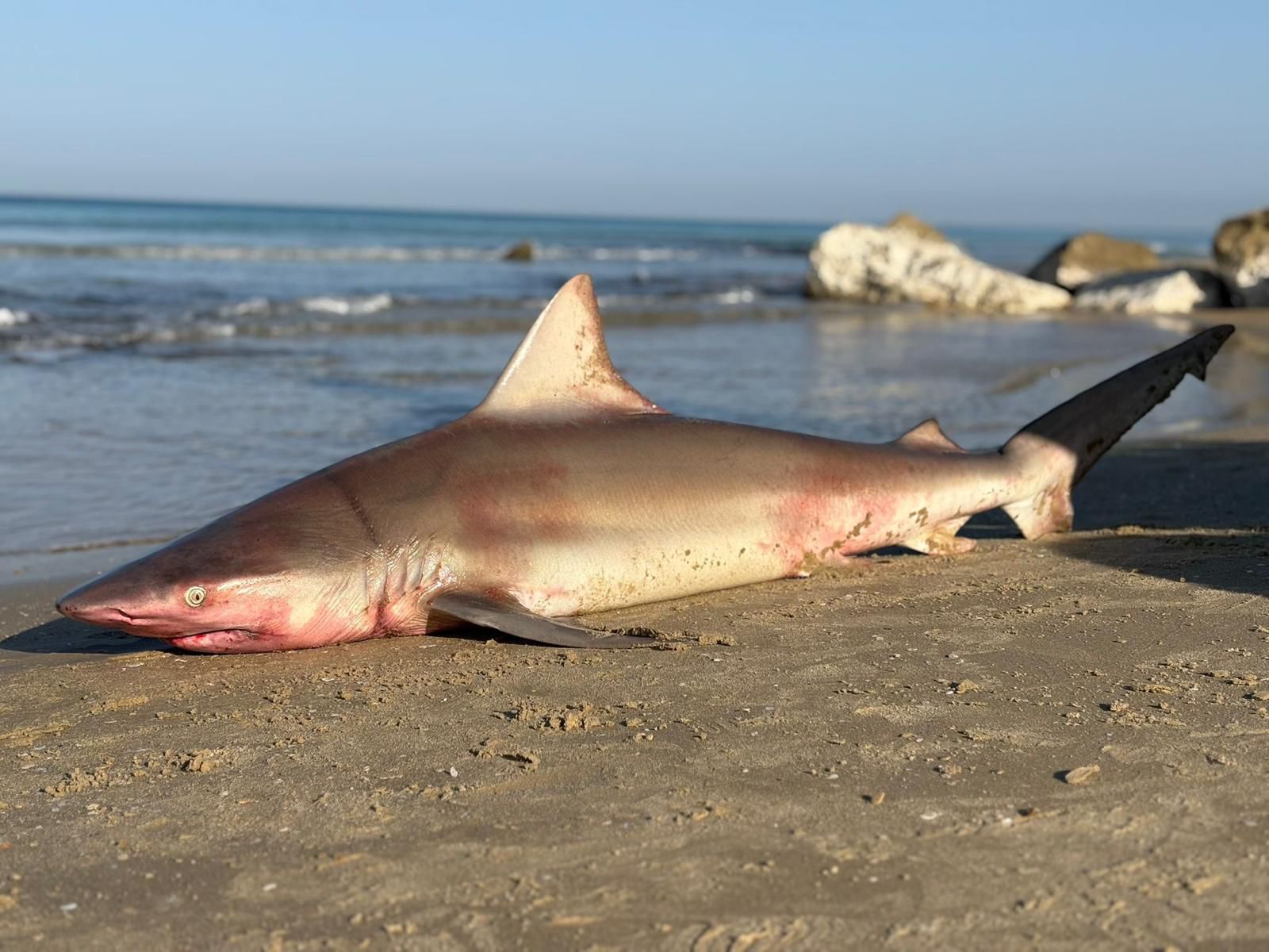 Dead shark injured by fishing nets