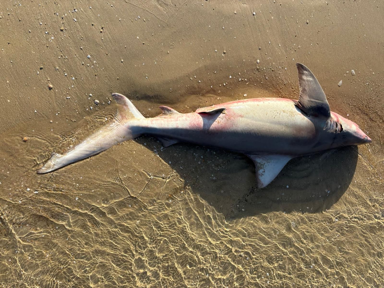 Dead shark injured by fishing nets