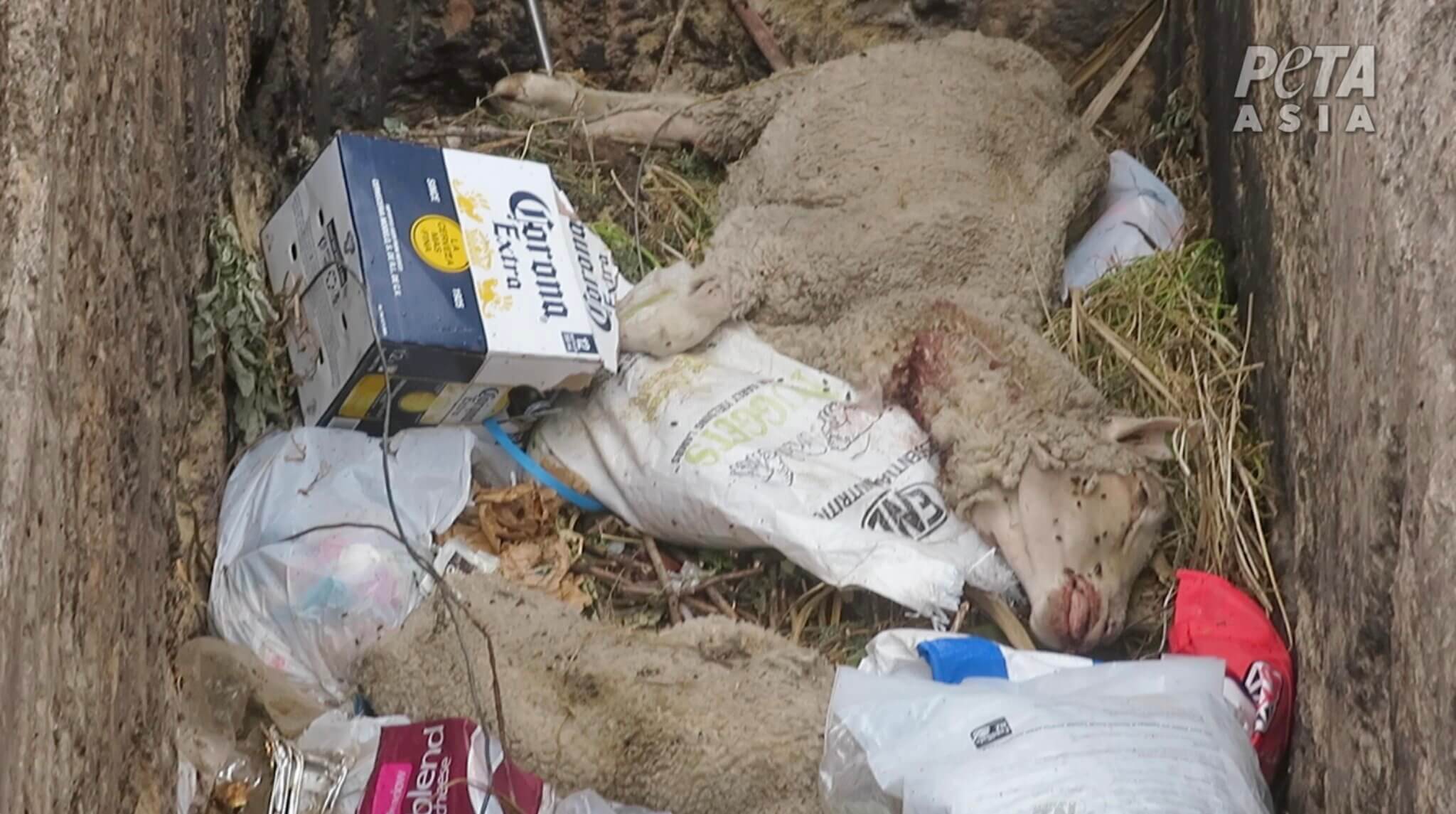 One worker callously said that instead of providing care for sick or struggling sheep, it was “easier” when they died “out of sight, out of mind.”