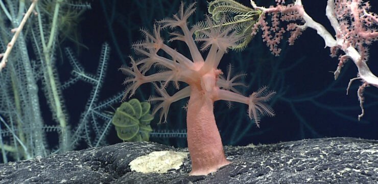 deep sea mining and what you might disturb under the ocean