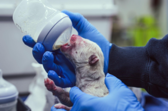 Colossal’s Veterinary Breakthrough: Pioneering Medical Care for De-Extinct Species Colossal’s Veterinary Breakthrough: Pioneering Medical Care for De-Extinct Species