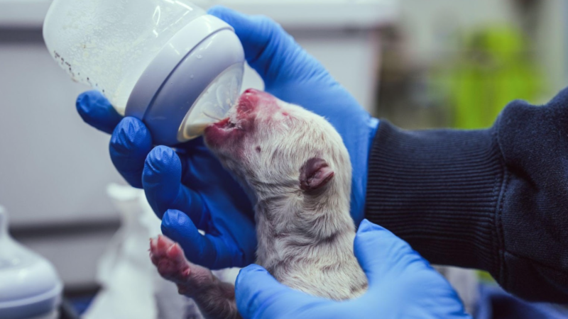 Colossal’s Veterinary Breakthrough: Pioneering Medical Care for De-Extinct Species