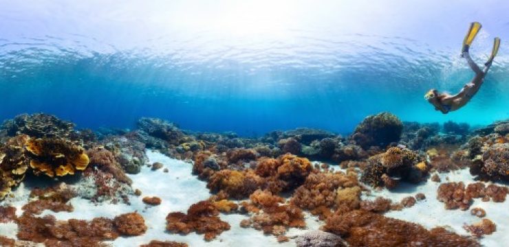 diving-coral-reefs.jpg