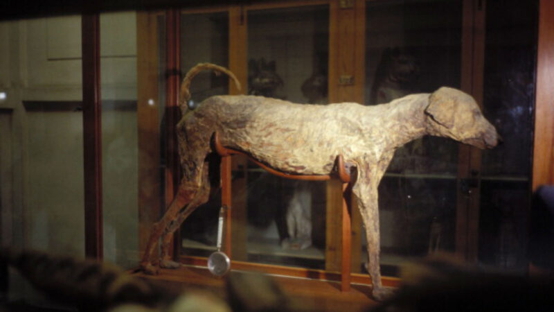 Turkey has approved the culling of millions of dogs | Green Prophet