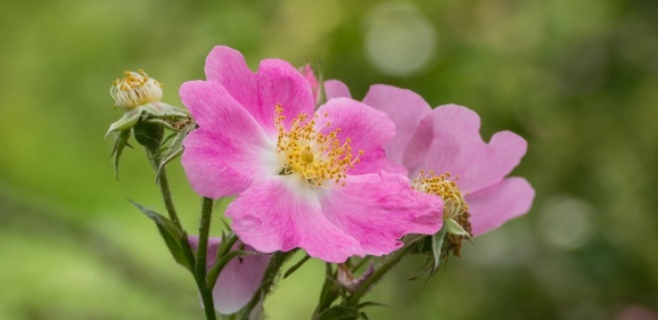 dog-rose.jpg