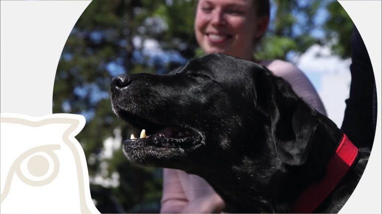 Dogs can smell Covid-19 virus, find German scientists