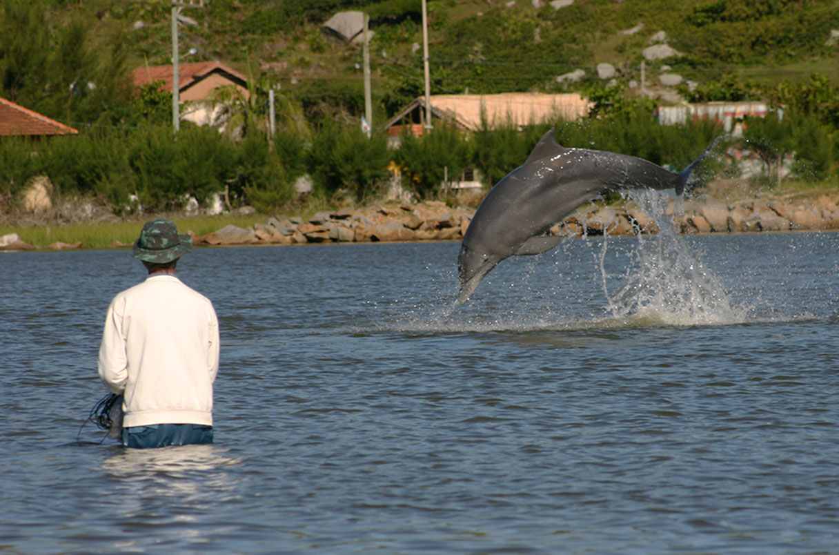 dophins leaping for fishers, fishermen in Brazil