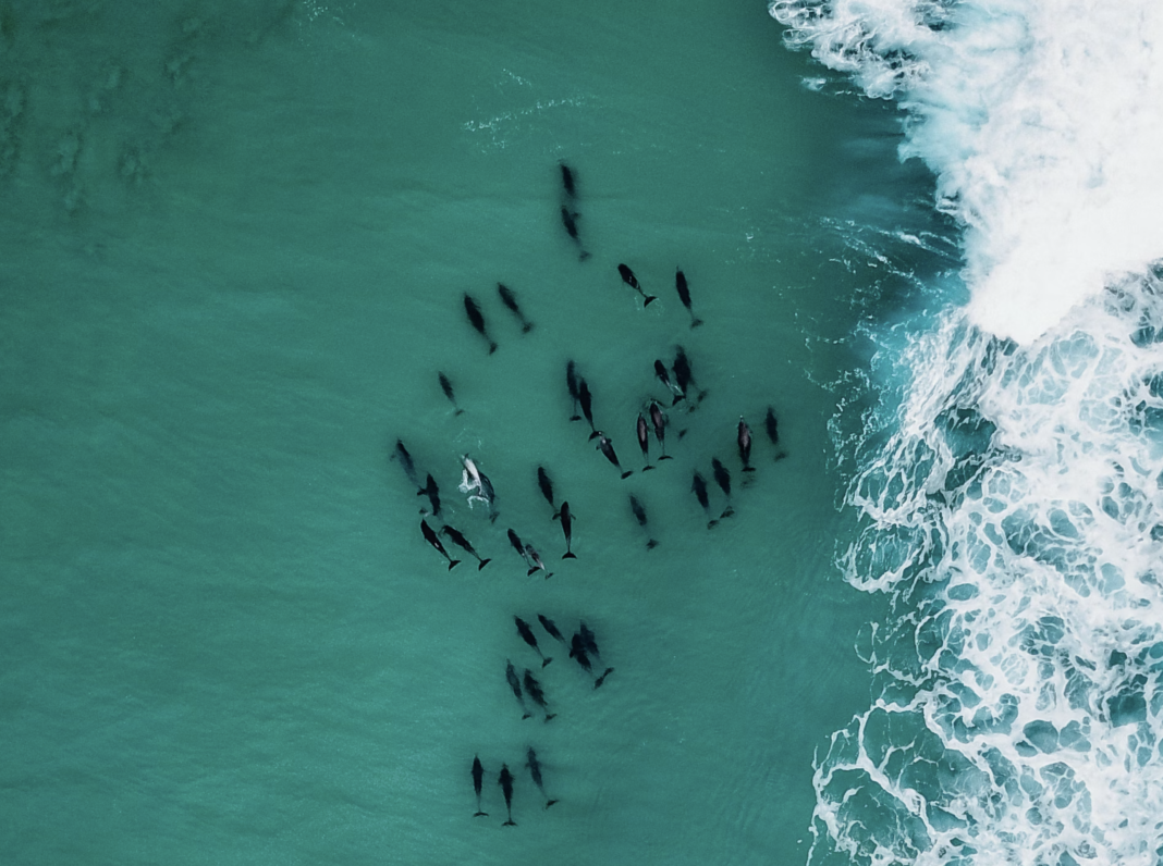 AI finds impact of noisy ships on dolphins