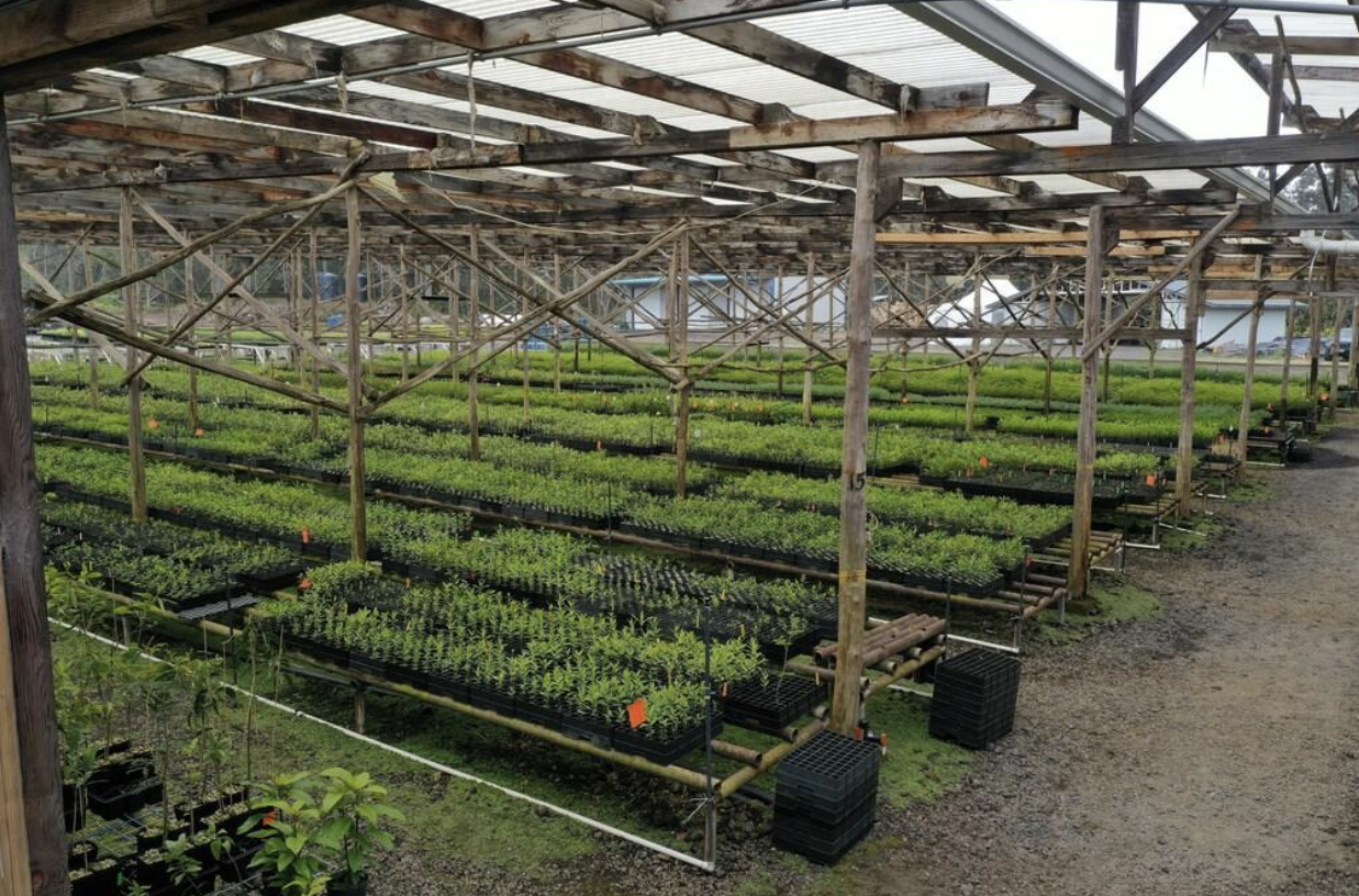 Doterra greenhouse