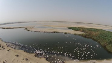 Drones monitor flamboyances of flamingos in this Arab country