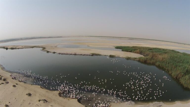 Drones monitor flamboyances of flamingos in this Arab country