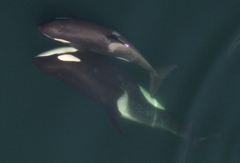 Using drones to know if whales are pregnant