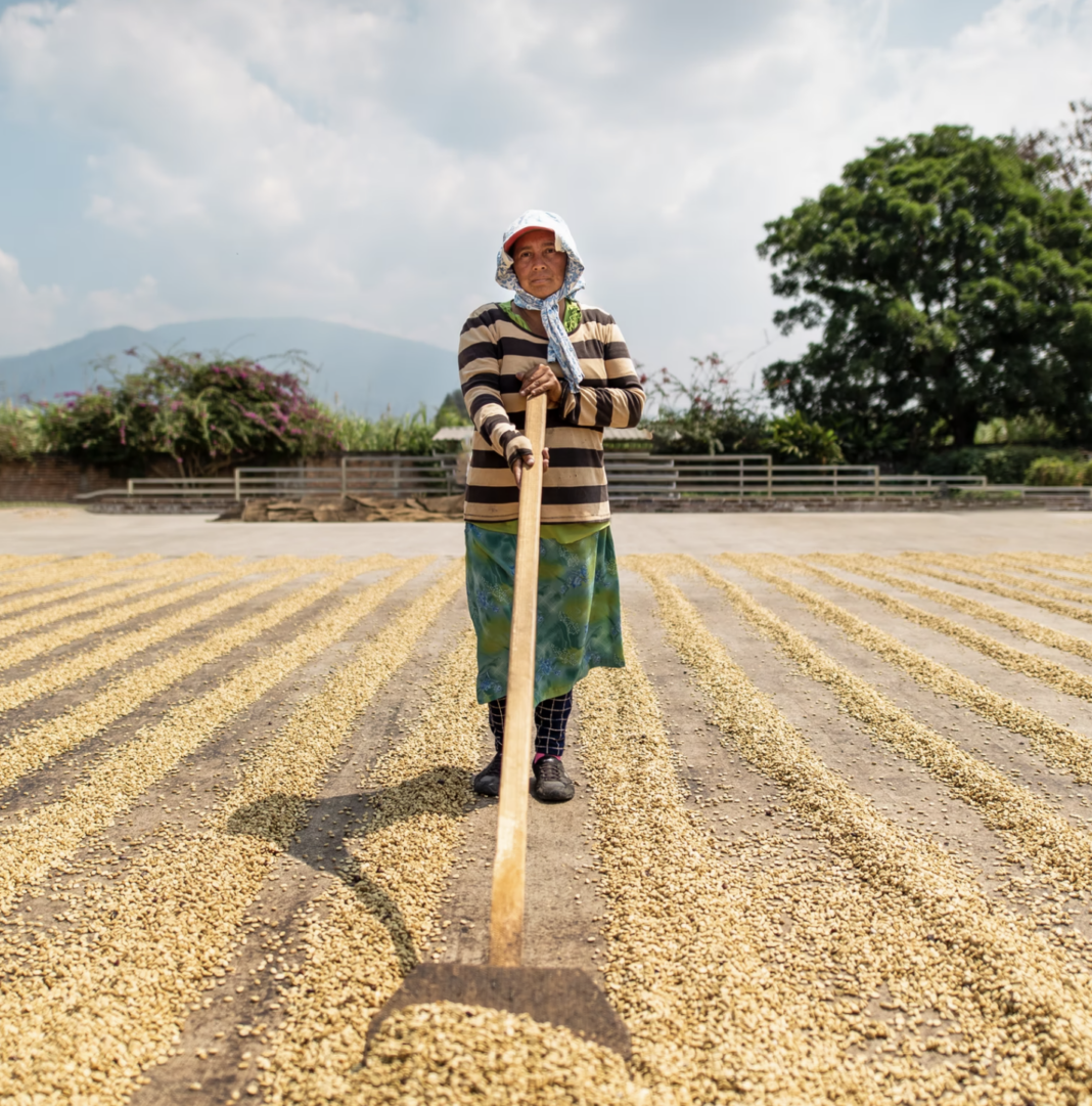 drying coffee beans el salvador, old lady