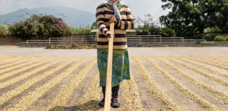 drying-coffee-green-el-salvador.png