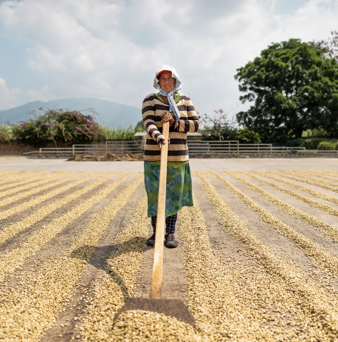 drying coffee beans el salvador, old lady