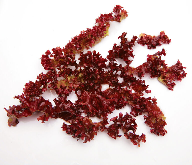 Dulse is a seaweed superfood that tastes like bacon!