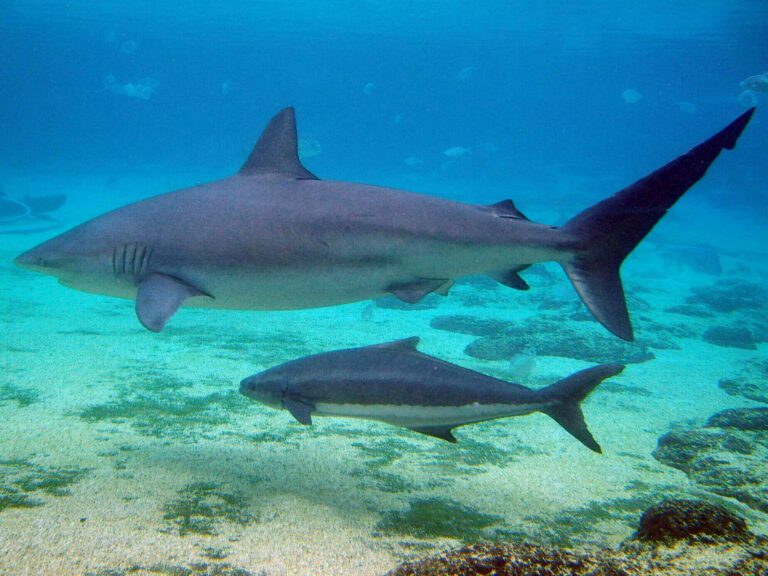 Swimmer Missing After Shark Attack Off Israeli Coast