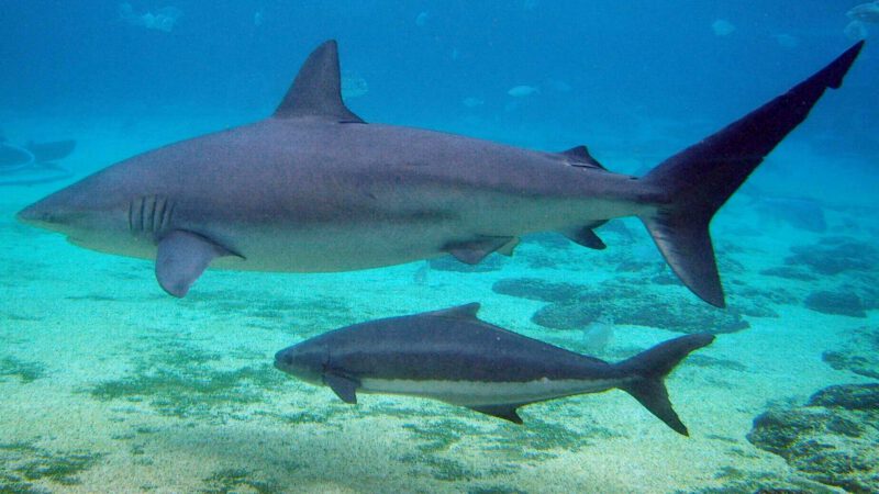 Swimmer Missing After Shark Attack Off Israeli Coast