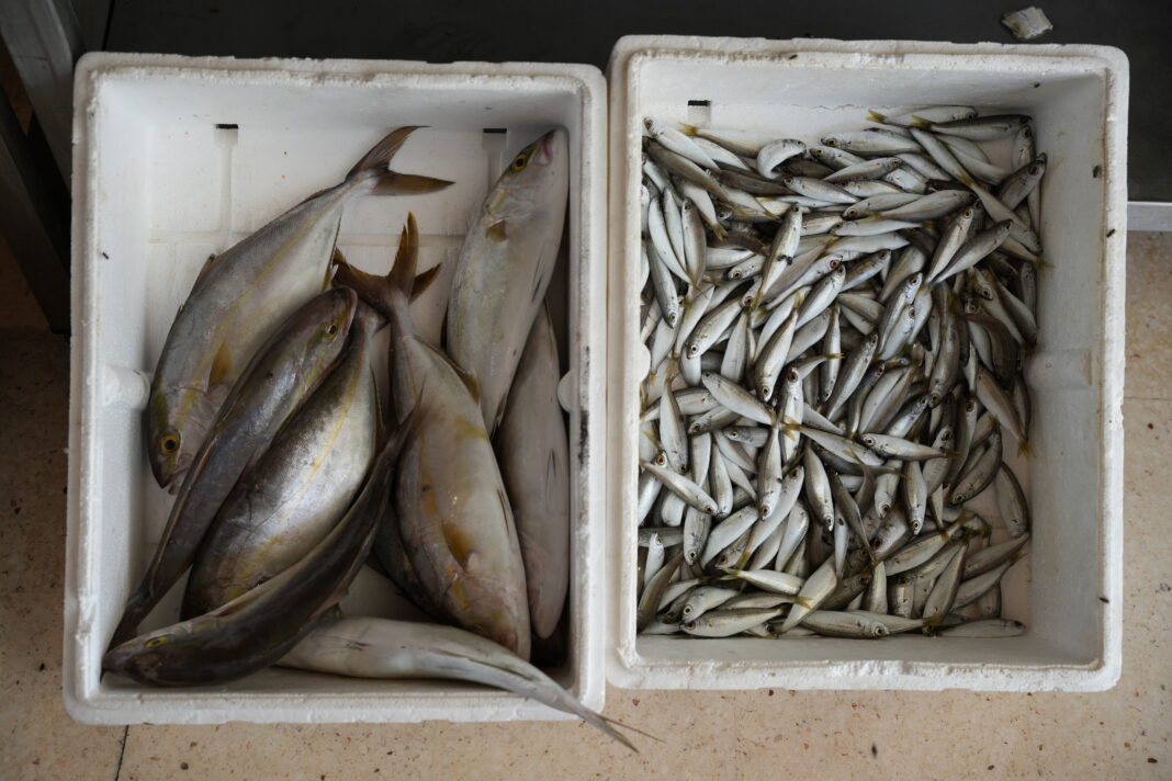 Dynamite fishing is at war with the sea