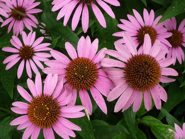 fresh echinacea flower