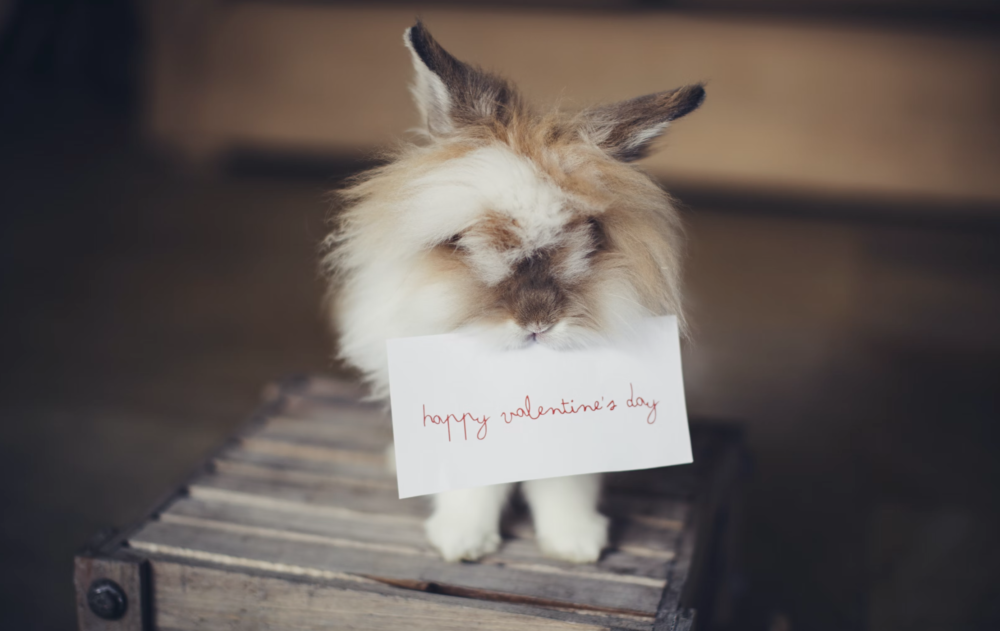 bunny holding Valentine Day card celebration