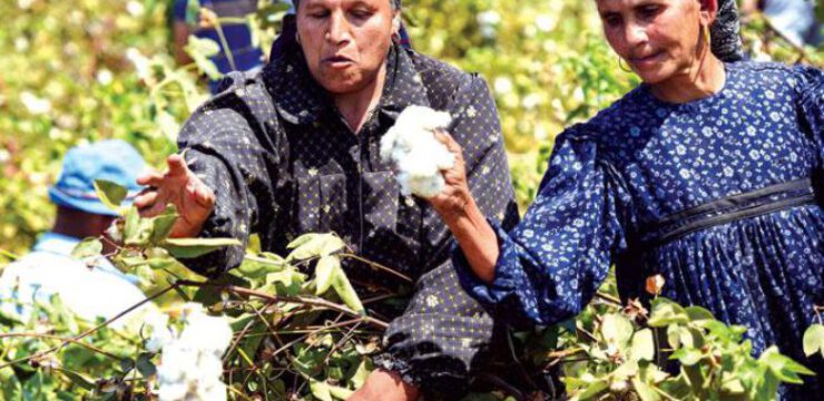 egypt-cotton-farmers.jpg