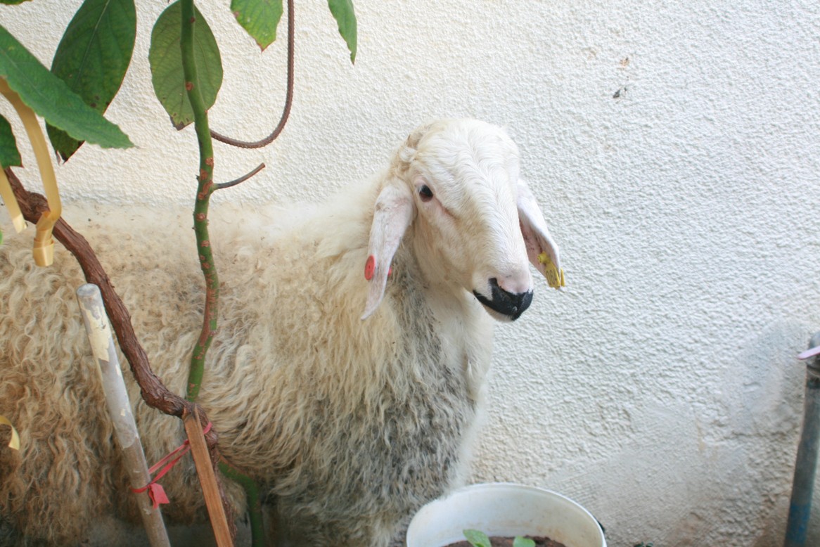 Sheep about to be slaughtered for the Eid sacrifice in Jaffa, Israel. Photo by Daniella Cheslow for Green Prophet