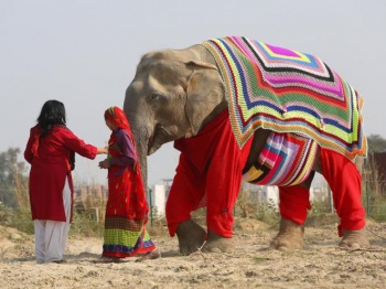 charity knitting, afghans for elephants, knitting, crochet, sweaters for elephants