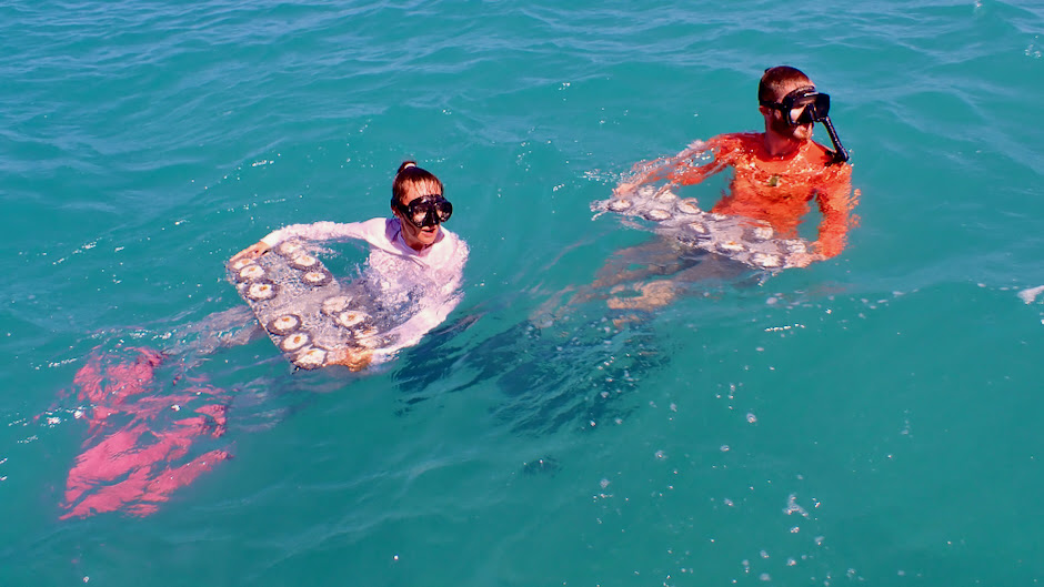 Elkhorn reef transplants