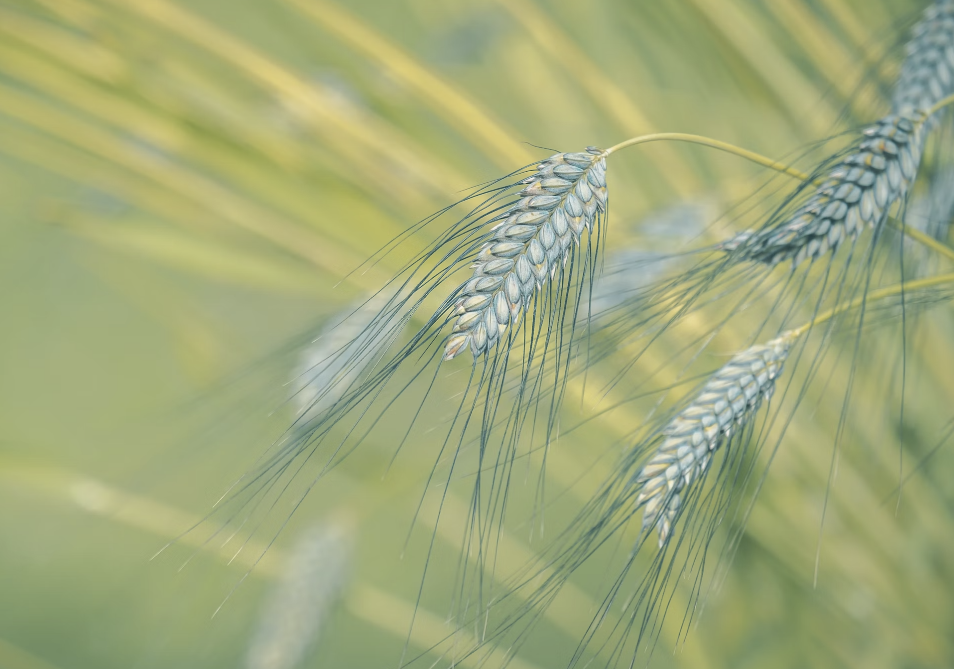 emmer wheat in the field