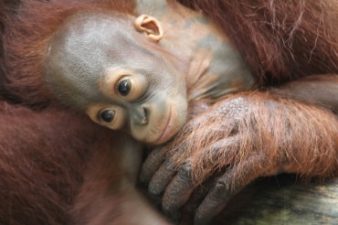 Dubai exposed as major wildlife trafficking hub [video]