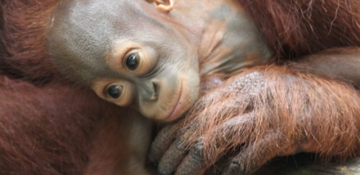 endangered-orangutan.jpg