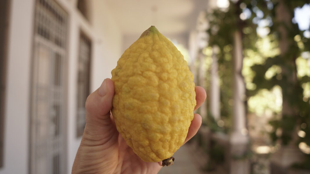etrog from sukkot about to be made into jam