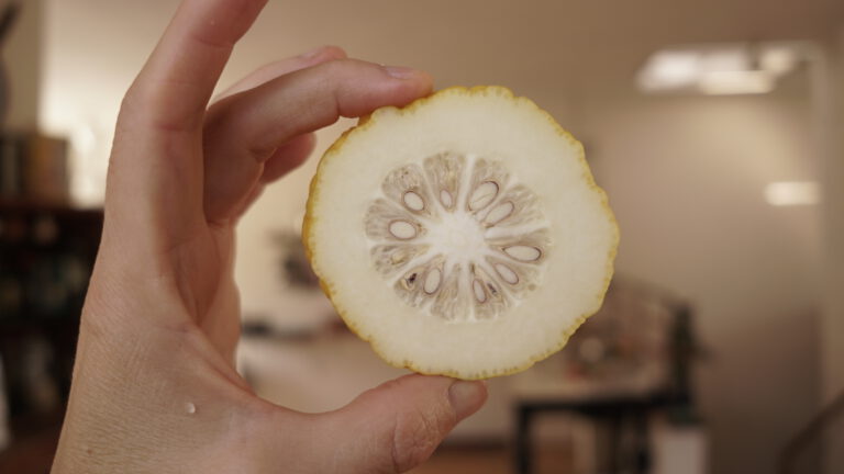 How to make etrog jam