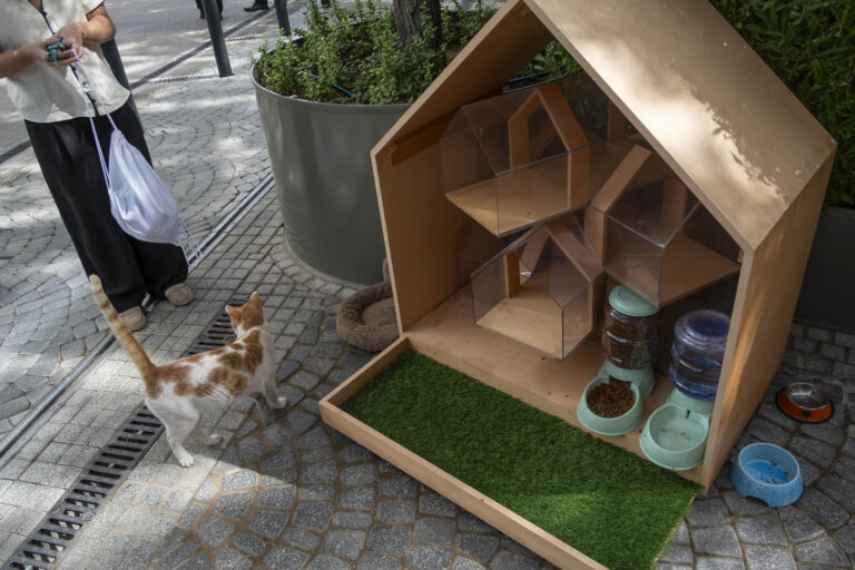 Dubai sets up smart feeding stations for abandoned cats
